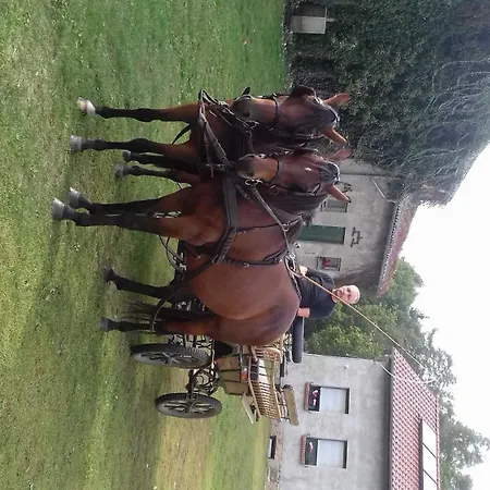 Am 